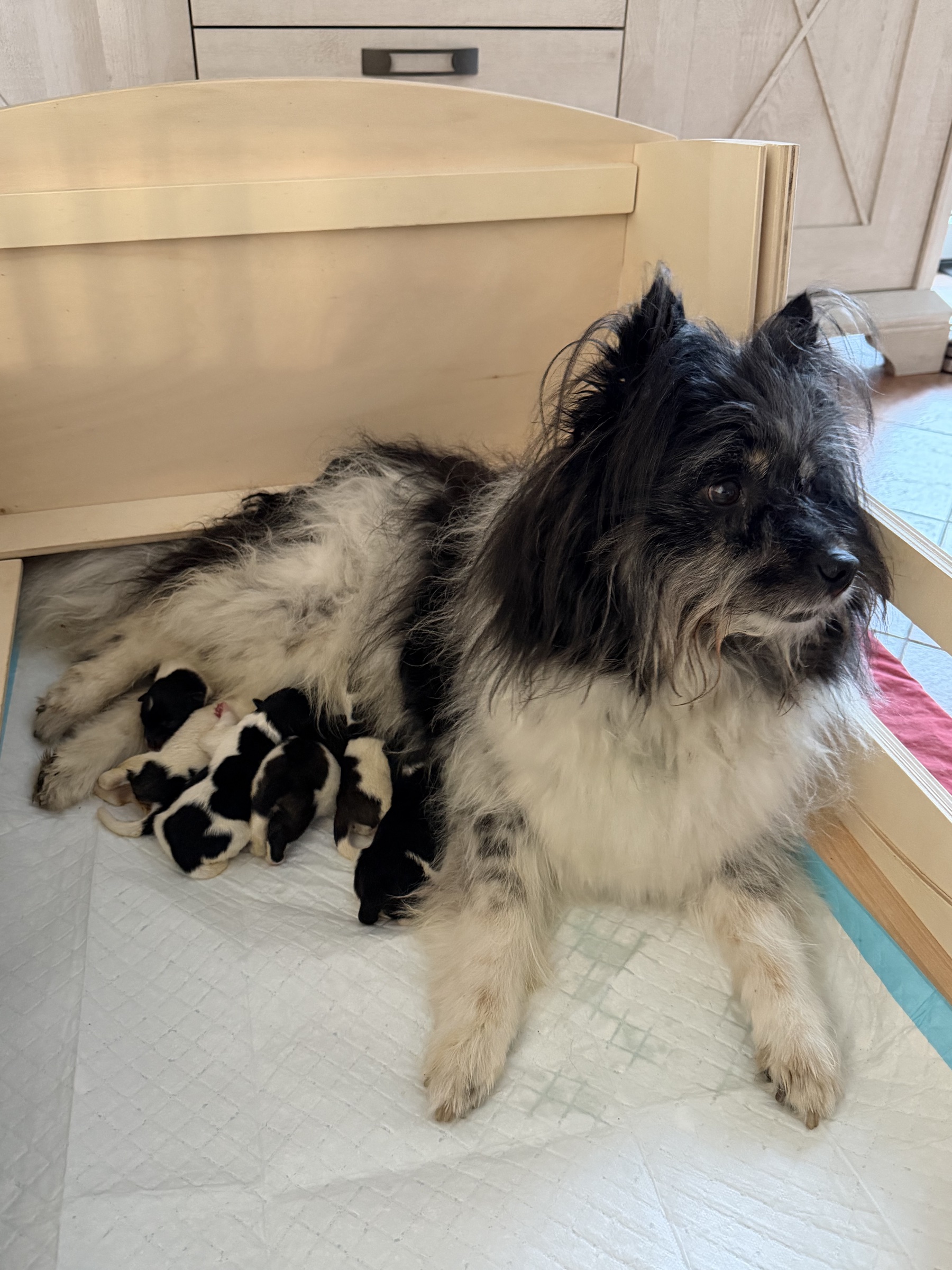 Tilly mit ihrem Wurf