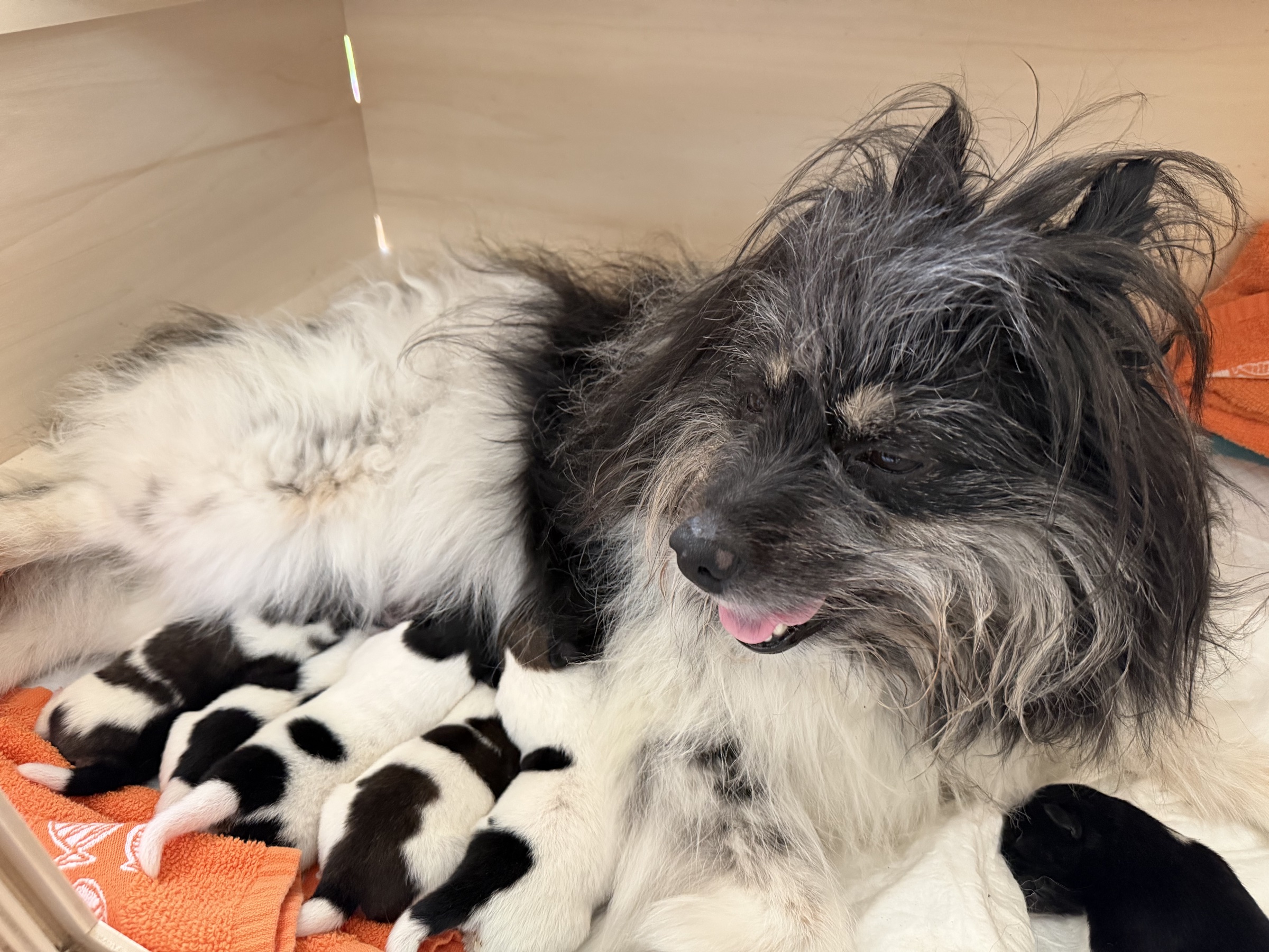 Tilly mit ihren Welpen in den ersten Tagen