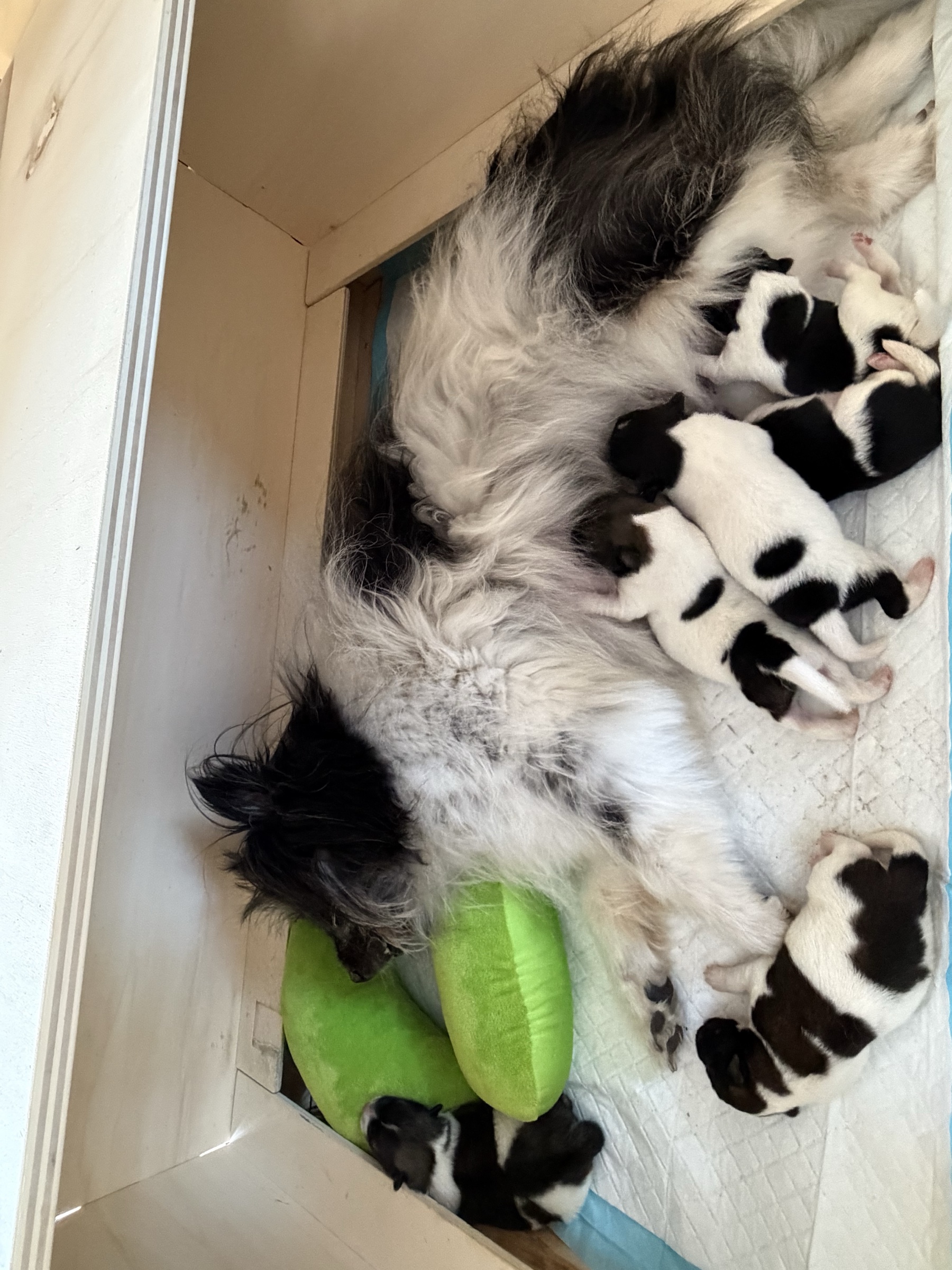 Welpen säugen bei Tilly