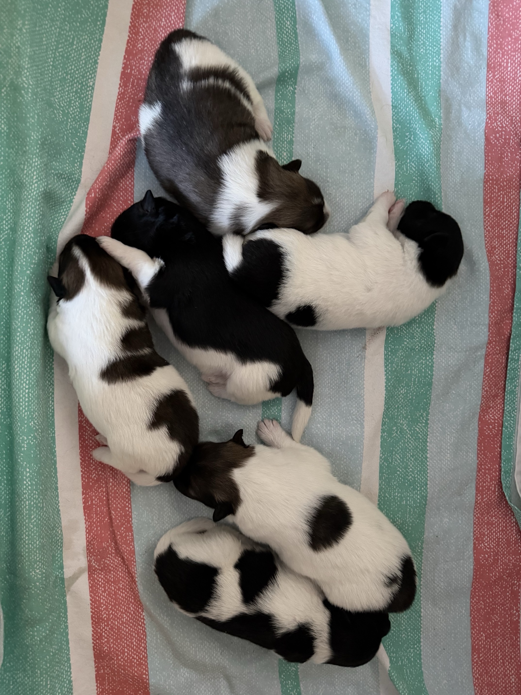 Welpen kuscheln auf einer Decke
