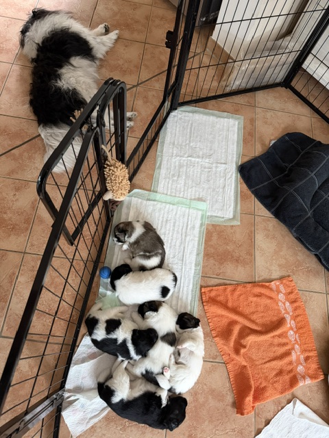 Tilly bei ihrem Wurf im Welpenstall