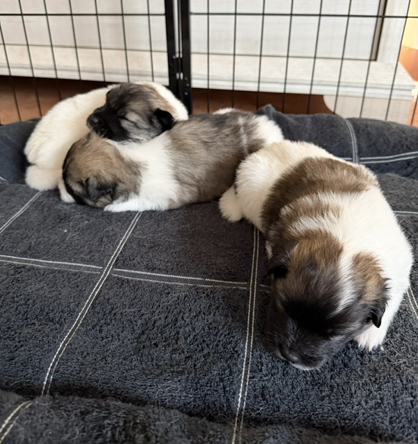 Drei Welpen schlafen im Hundebett